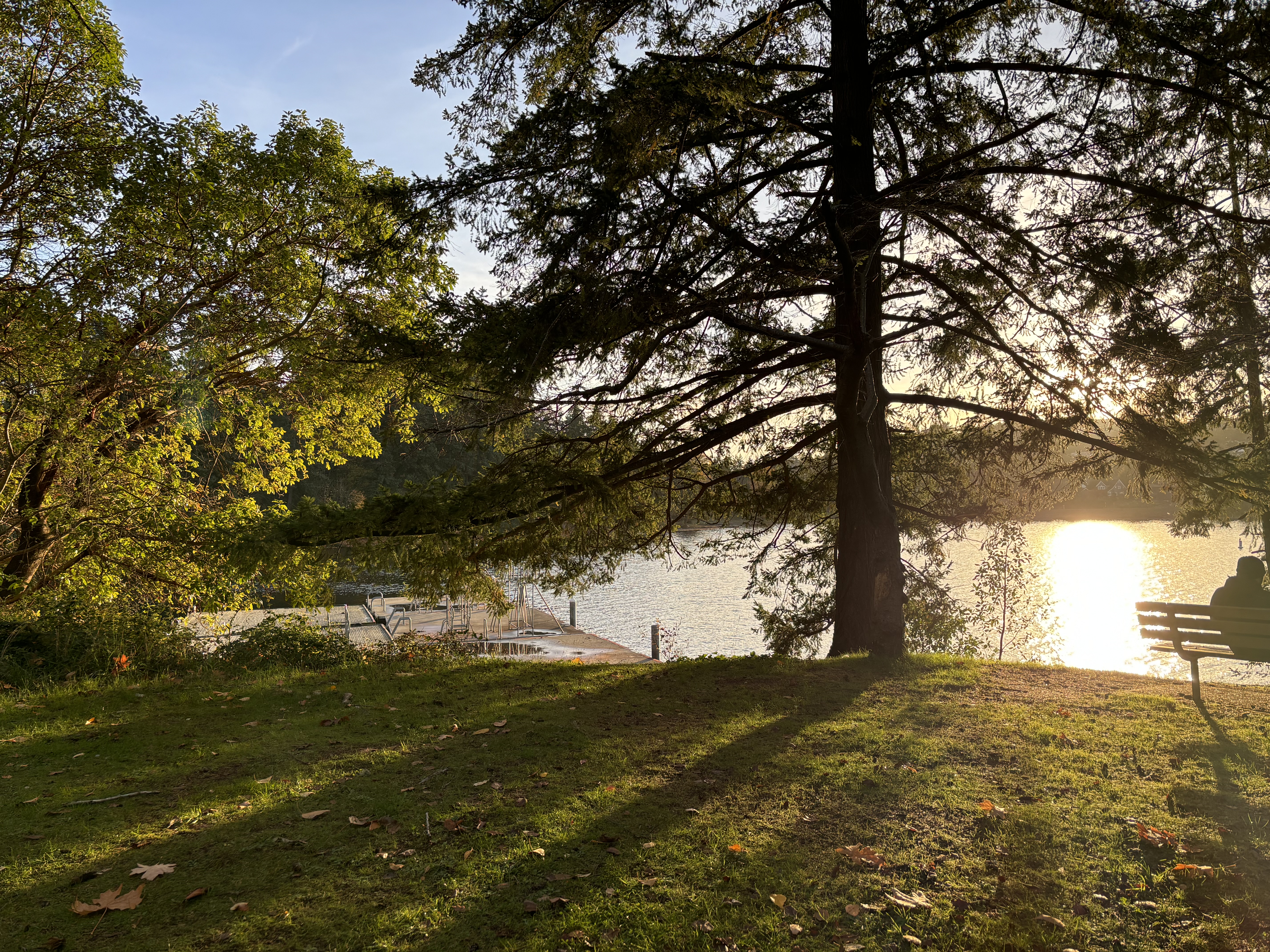 Forest background image