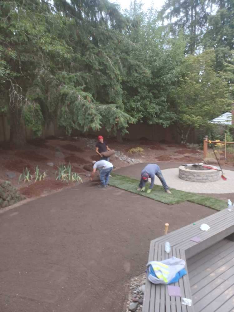Landscaping installing sod