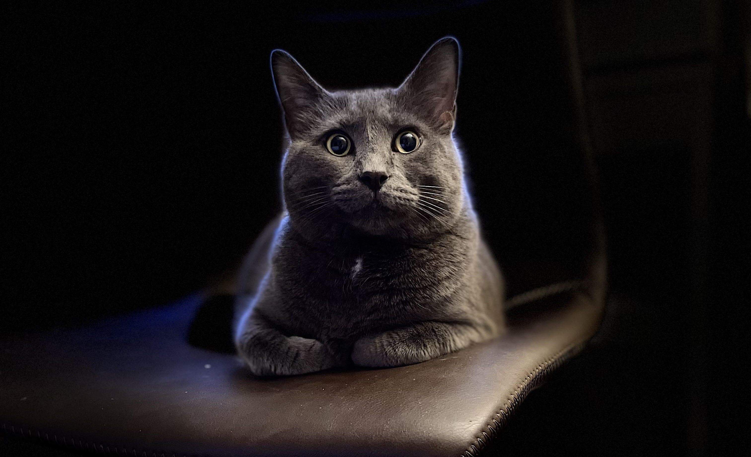Picture of Mascot. A cat
